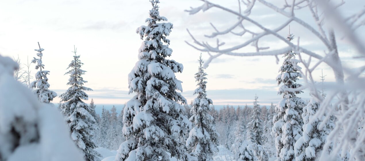 Vom 19. Dezember 2025 bis 4. Januar 2026 ist unser Betrieb geschlossen. In Notfällen erreichen Sie uns unter michael.kohli@kohliag.ch.